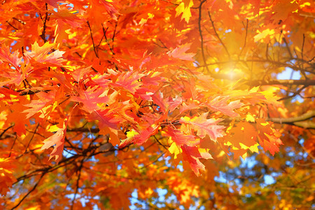 秋天阳光明媚橙色和红色秋叶橡树叶城市公园图片