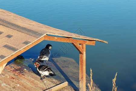 两只鸭子在湖边或池塘的木制图片