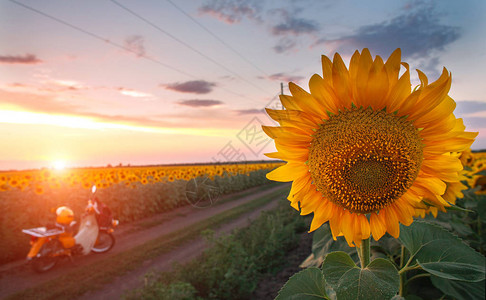 夕阳下的向日葵盛开的田野农业背景的农田图片