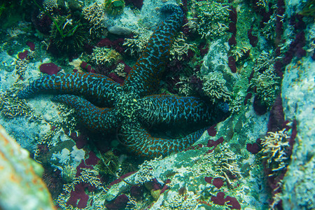 章鱼在珊瑚和海胆中栖息于水图片