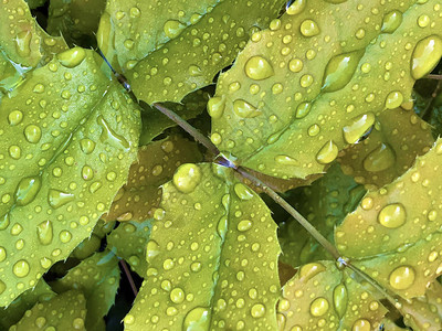 绿叶上的雨滴或水滴图片