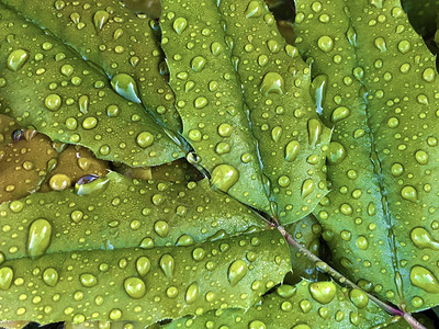 绿叶上的雨滴或水滴图片