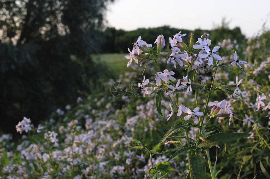 风铃草丛风铃草或喀尔巴阡山野兔拉皮多蓝植物科被子植物图片