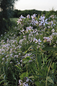 风铃草丛风铃草或喀尔巴阡山野兔拉皮多蓝植物科被子植物图片