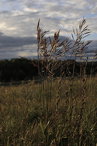 田野里高的绿草在阴天的夏天春草甸景观自然生态友好的照片与蓝天的墙纸选择焦点特写照片背景图片