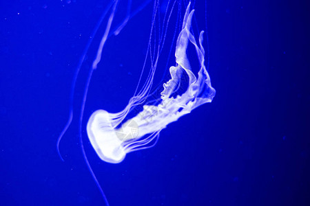 荧光水母在水族馆池中游泳透明水母下拍摄与发光的水母水母游图片