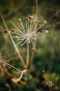 美丽的干草本aegopodiumpodagraria或当归图片