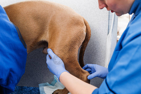 对狗的临床检查诊断和对狗皮肤病的图片