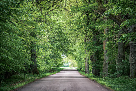 树木在道路上拱起高清图片