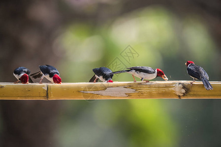 黄嘴红雀栖息在潘塔纳尔森林的藤本植物上图片