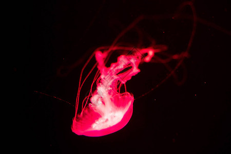 在黑暗的水族馆水中慢漂浮的发光的红色水母的背景图片