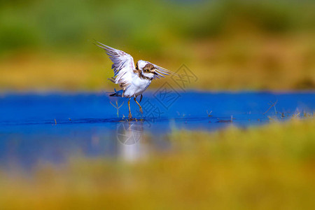 可爱的小鸟Plover绿色黄色和蓝色自然背景鸟图片