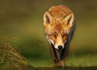 荷兰红狐狸Vulpesvulp图片