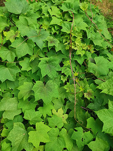 野生爬行绿色番薯植物图片