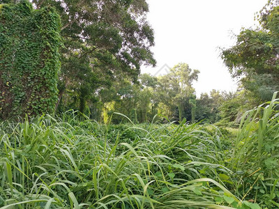 野生植被和绿叶景观图片