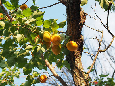 果园树上的Ripe杏仁图片
