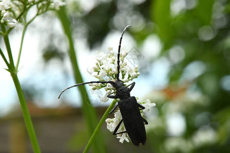 黑单甲马虫Monochamussutor授粉于明图片