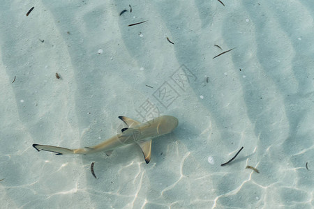 马尔代夫群岛浅水和透明水中的婴儿鲨图片