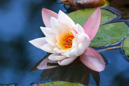 池塘或湖面白莲花睡莲的特写镜头图片