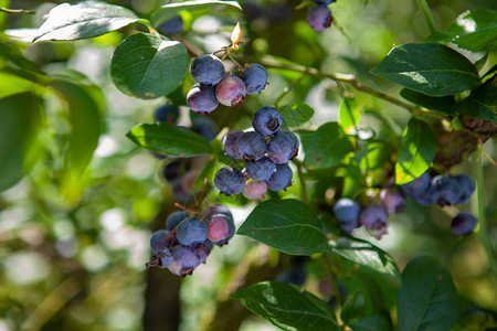 灌木丛上新鲜的有机蓝莓阳图片