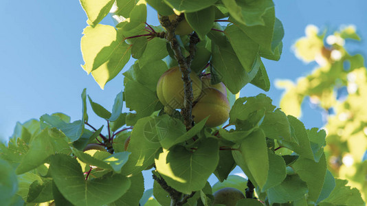 绿色杏子杏子长在树上许多绿叶杏树底视图图片
