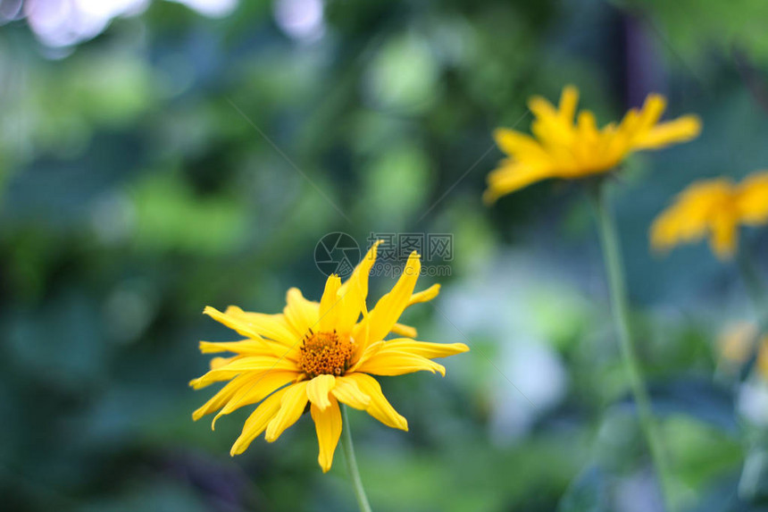 绿色模糊背景的花朵如花菊关闭多龙图片