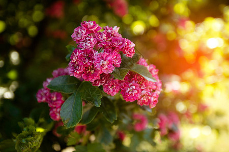 软焦点花园里阳光下的小粉红色玫瑰花粉红色的玫瑰花束图片