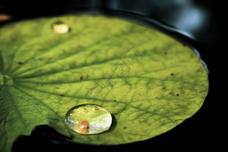 雨天过后树叶上有近距离的雨滴覆盖图片