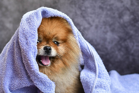 洗完澡后在毛巾里用毛巾抚摸着可爱的小快乐图片