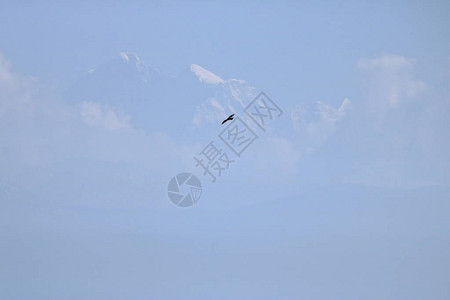 老鹰飞越喜马拉雅圣山图片