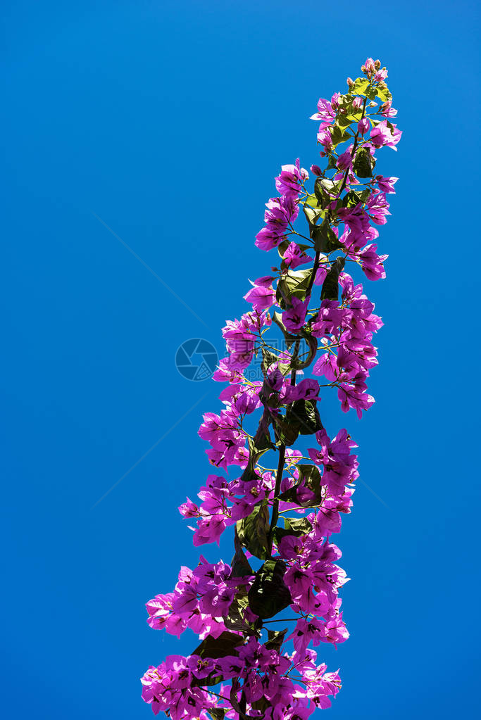 紫罗兰色九重葛在清澈的蓝天上绽放意图片