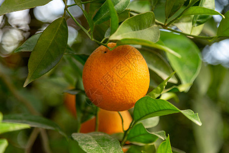 橙色花园在树枝上挂着一图片