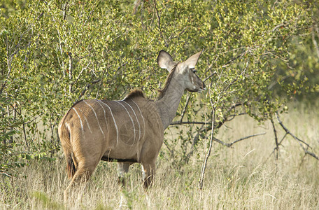 克鲁格公园的警惕kudu图片