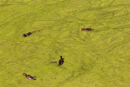 野鸭在长满绿浮萍的湖中游泳图片