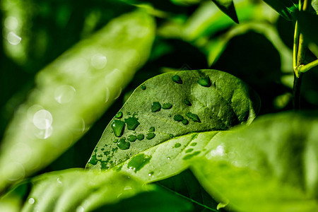 清晨光线下绿叶上的雨滴图片