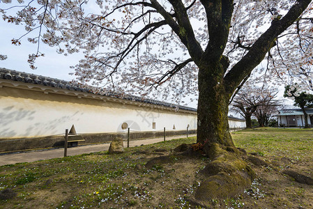 日本兵库仁木城堡墙内花园中的樱花树背景图片