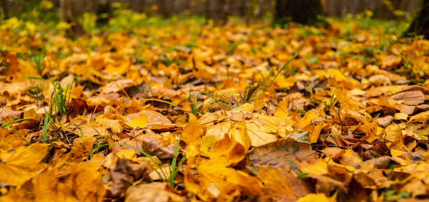 黄色叶子橙色坠落的地块覆盖地面图片