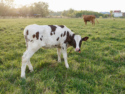春天牛群在阳光明媚的草地放牧农图片