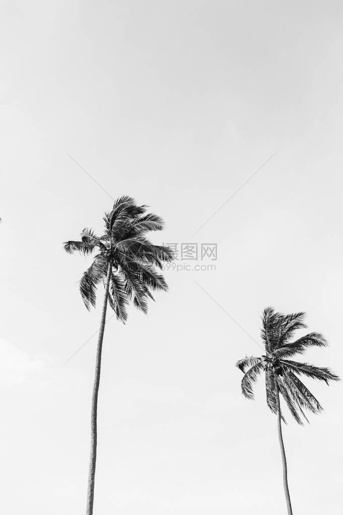 两棵热带奇特椰子棕榈树与大蓝天空相对中黑白背景夏天和泰国普吉的旅行概念图片