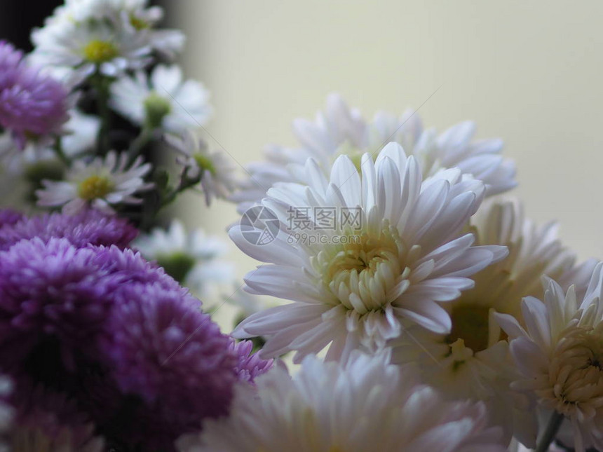 紫罗兰色和白色花瓣堆叠成层图片