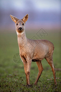 獐鹿狍母鹿的垂直正面特写图片