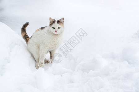 白猫惊吓的在雪中坐着图片