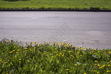 蒲公英植物蒲公英又名普通蒲公英的黄色花在地面上生长图片