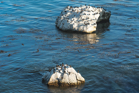 海洋中的岩石和鸬鹚群图片