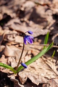 第一个春天的花朵蓝色雪花莲图片