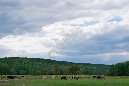 许多奶牛在绿草地上秋天草地和阴云图片