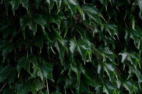 墙上的暗绿色叶子环境植物概图片