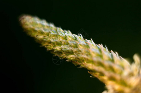 春天开花植物特写图片