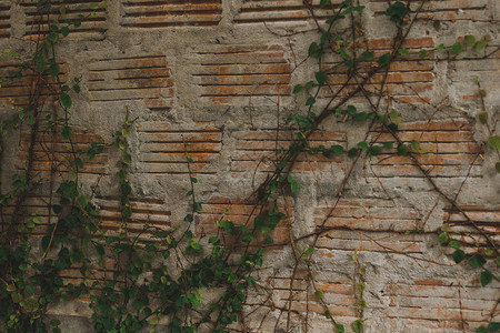 在旧砖墙旁的FicusPumila被广图片