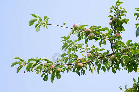 苹果生长在果园的树上图片